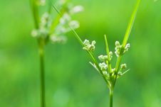 Blossoming Grass Stock Photo Blossoming Grass Stock Photo