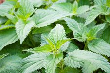 Nettle Royalty Free Stock Photo Nettle Royalty Free Stock Photo