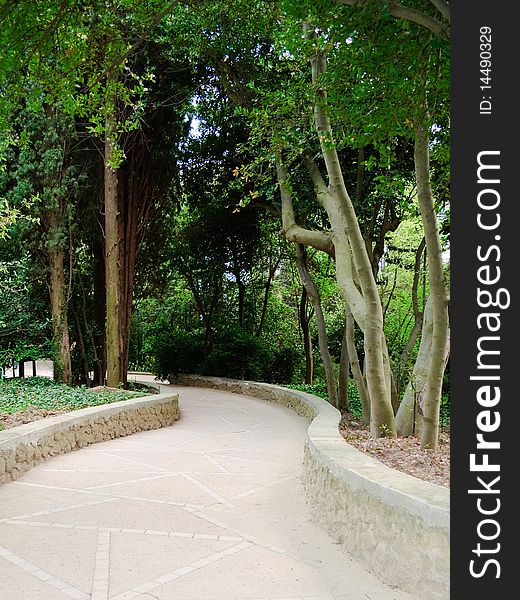 Shady lane in the Nikita botanical garden