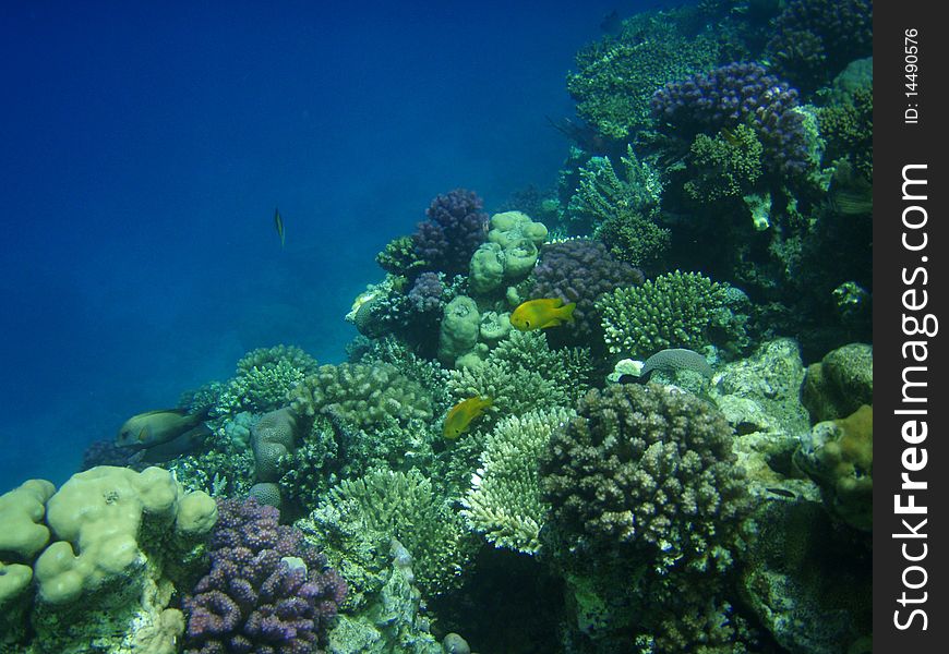 Fishes and corals in Red sea, Egypt. Fishes and corals in Red sea, Egypt