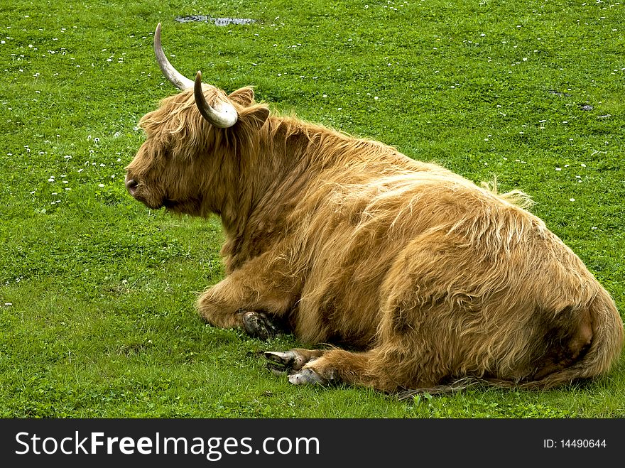 Highland cow lying on a meadow. Highland cow lying on a meadow