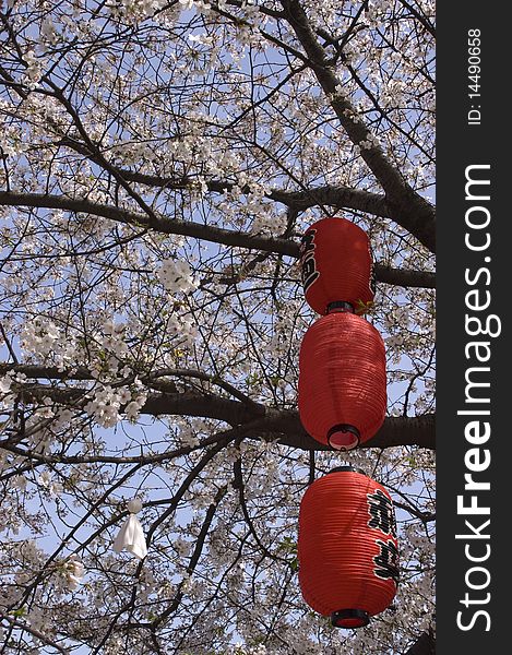 Natural beauty of cherry blossoms Photo. Natural beauty of cherry blossoms Photo