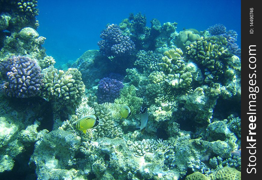 Fishes and corals in Red sea, Egypt. Fishes and corals in Red sea, Egypt