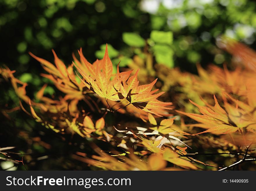 Backlit Spring Maple Leaves