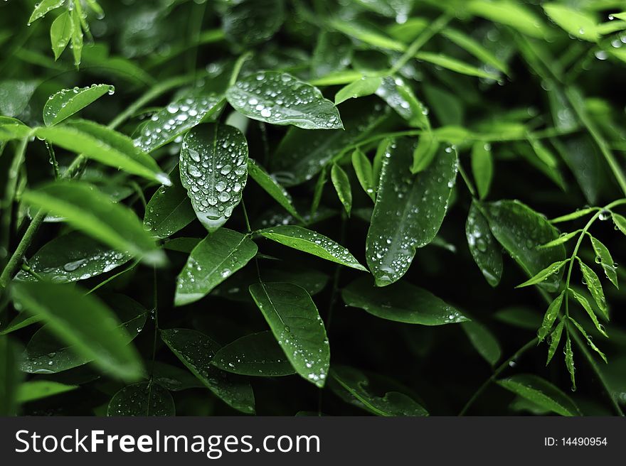 Spring Leaves with Raindrops