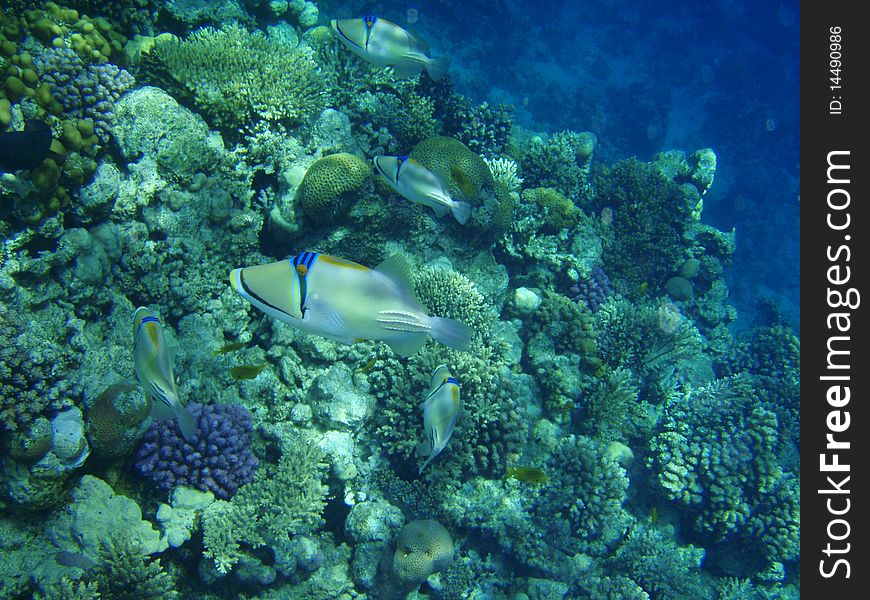 Fishes and corals in Red sea, Egypt. Fishes and corals in Red sea, Egypt