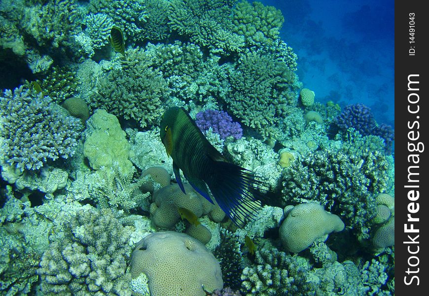 Fishes and corals in Red sea, Egypt. Fishes and corals in Red sea, Egypt