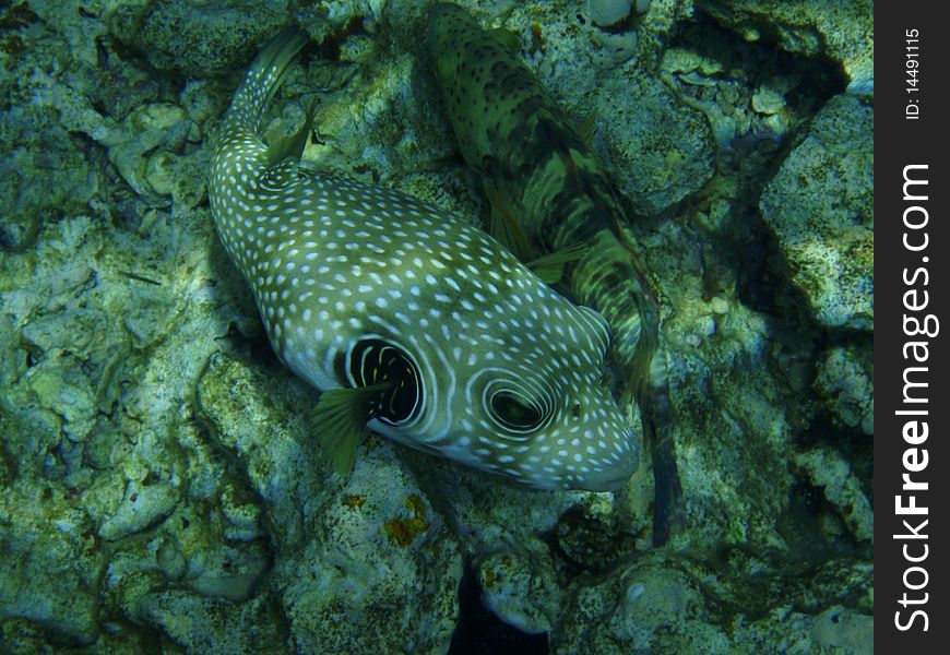 Fishes and corals in Red sea, Egypt. Fishes and corals in Red sea, Egypt