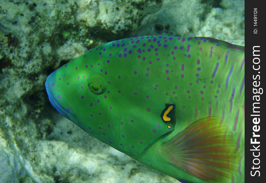 Fishes and corals in Red sea, Egypt. Fishes and corals in Red sea, Egypt