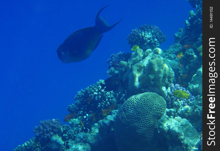 Fishes and corals in Red sea, Egypt. Fishes and corals in Red sea, Egypt