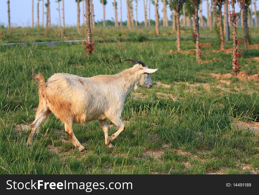 A goat is walking on the meadow.
