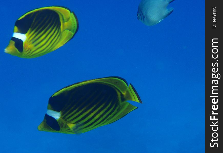 Fishes and corals in Red sea, Egypt. Fishes and corals in Red sea, Egypt