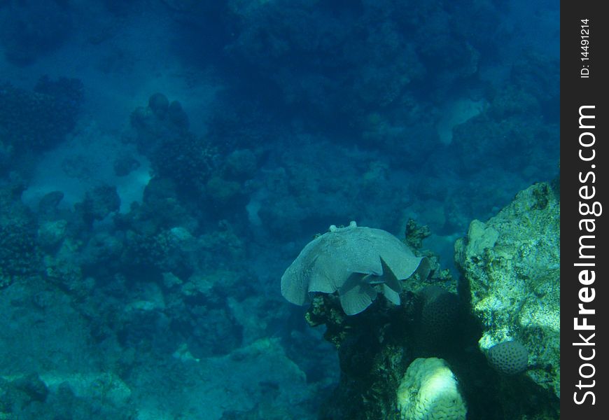 Fishes and corals in Red sea, Egypt. Fishes and corals in Red sea, Egypt