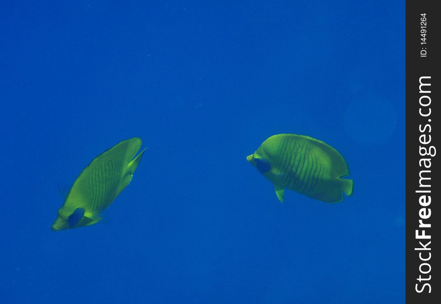 Fishes and corals in Red sea, Egypt. Fishes and corals in Red sea, Egypt