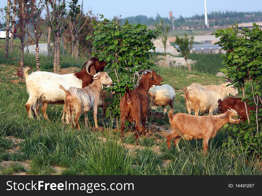 A group of goats on the meadow.