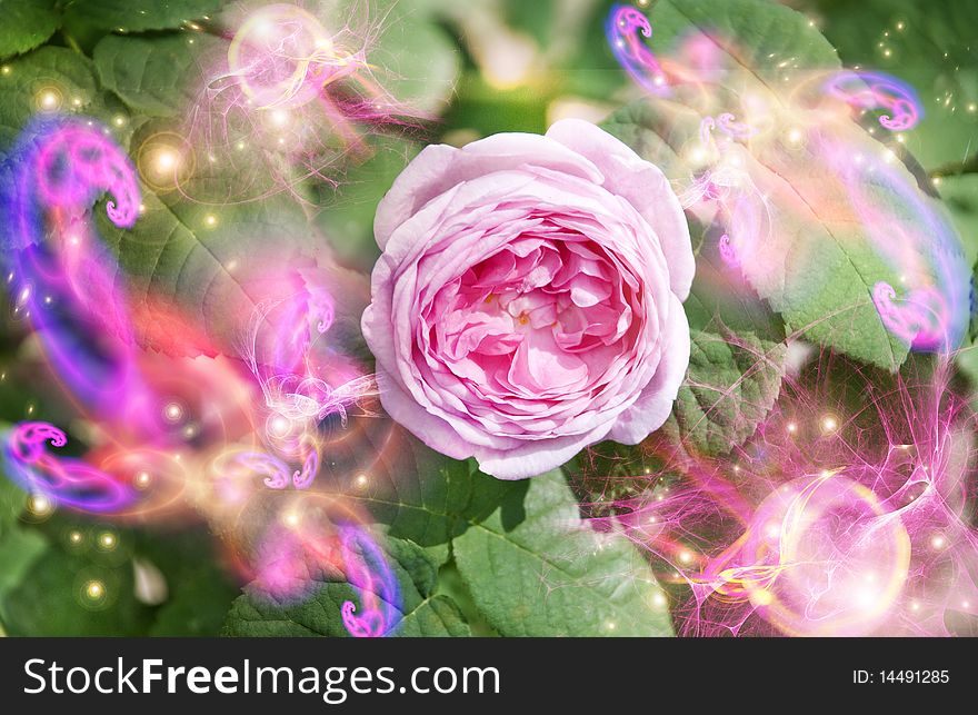 Flowering rose and magic sparks