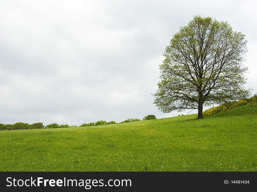 Softly green meadows and flourishing tree in spring