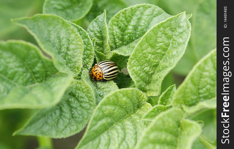 Colorado potato beetle on young leaves of potato. Colorado potato beetle on young leaves of potato