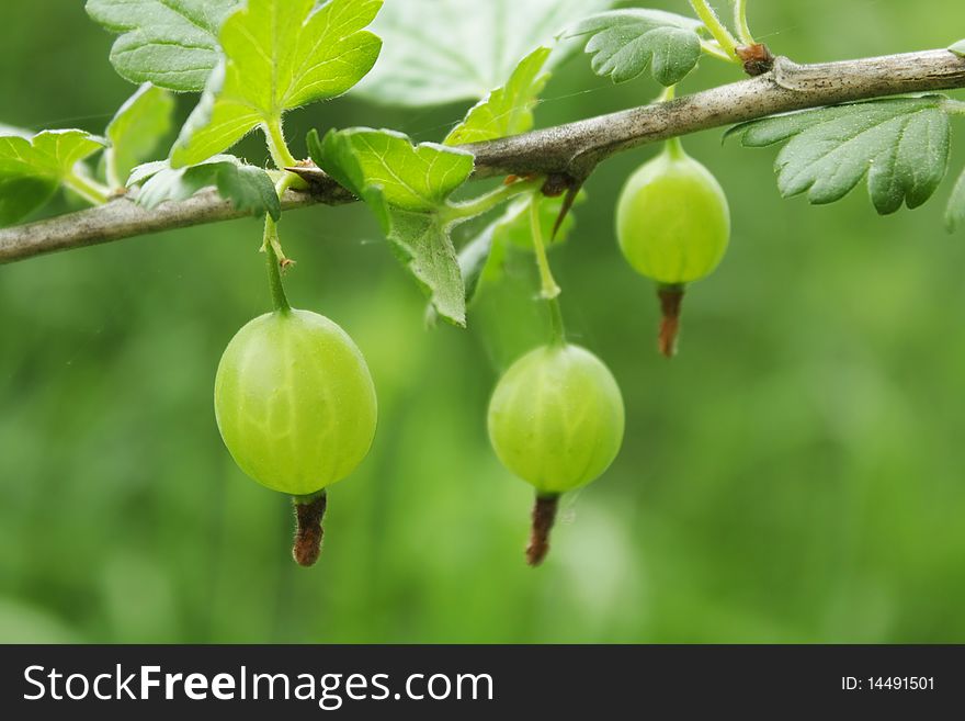 A branch of gooseberries with berries on a background of green