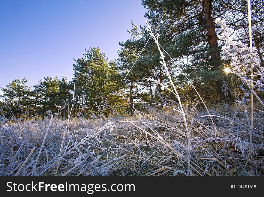 Grass and plants are covered in rime after a freezing night , italian mountains. Grass and plants are covered in rime after a freezing night , italian mountains