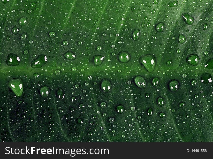 Green leaf with large drops after a rain. Green leaf with large drops after a rain