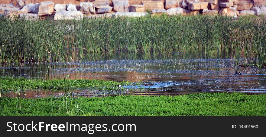 The pond in summer