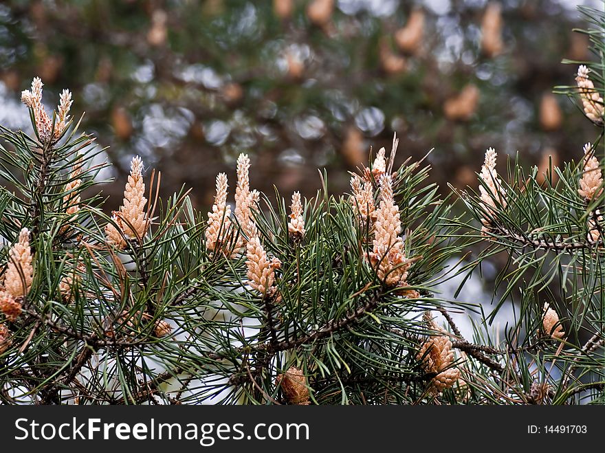 Blooming Pine