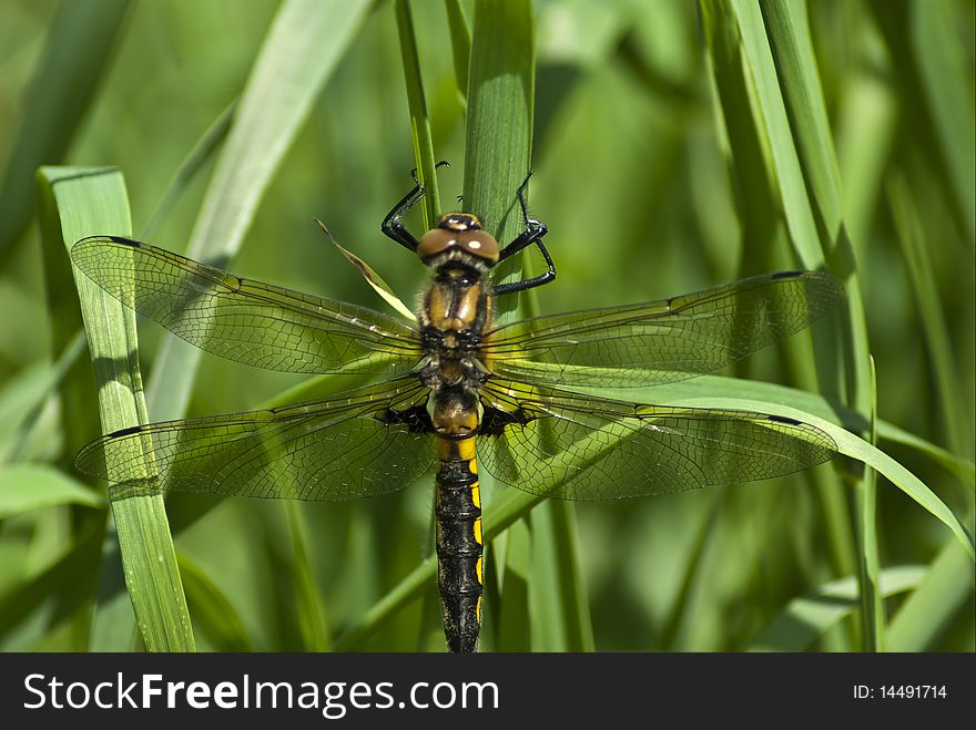 Dragonfly drinking dew green grass