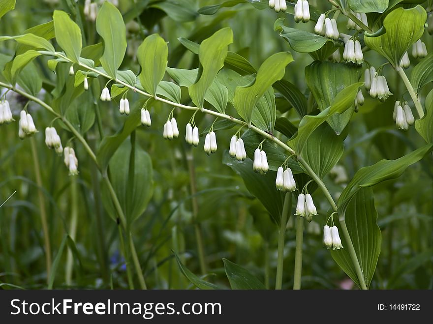 Blooming bells - Flowers growing in the wild