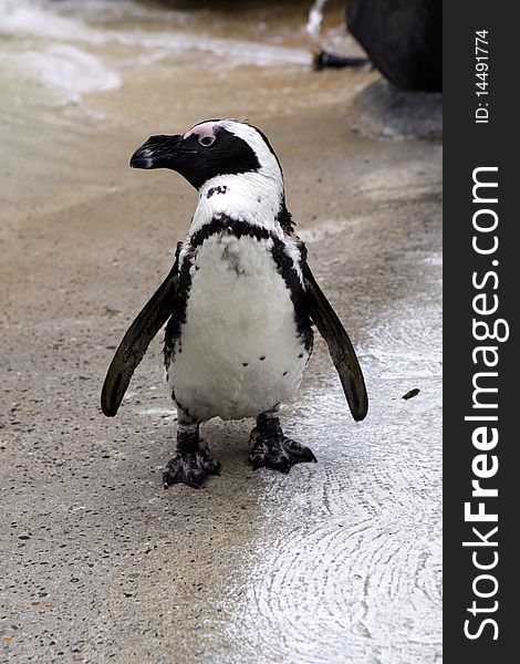 Jackass Penguin