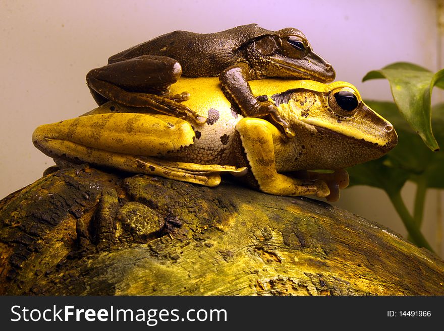 Java Whipping Frogs (Polypedates Leucomystax)