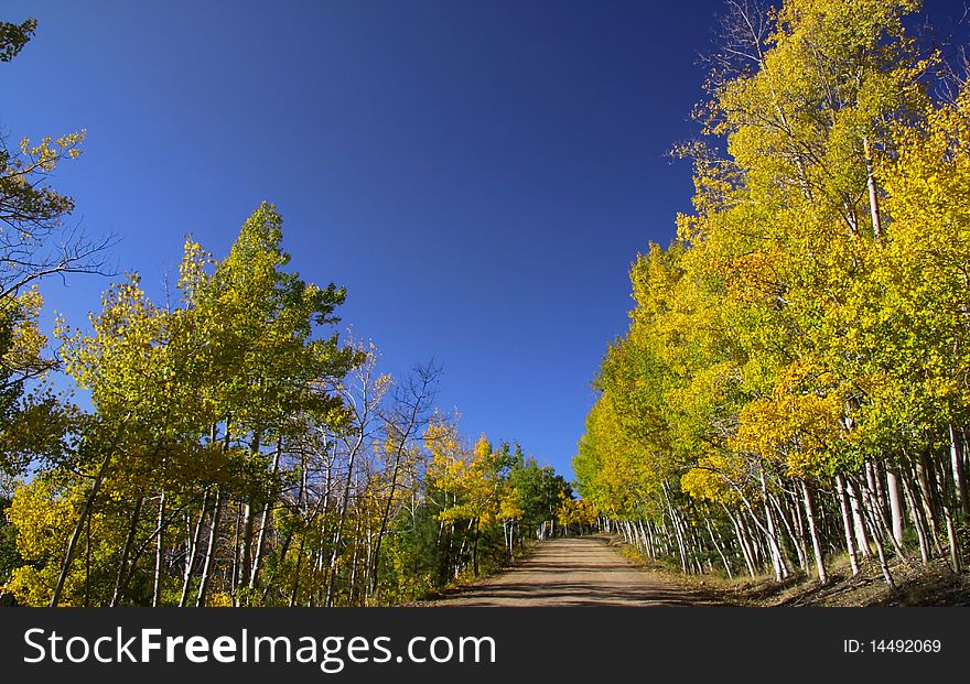Scenic drive through Aspens in Colorado rocky mountains