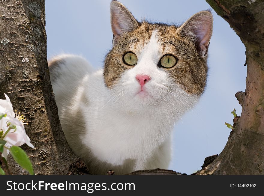 Cat climbed on a tree and looks around. Cat climbed on a tree and looks around