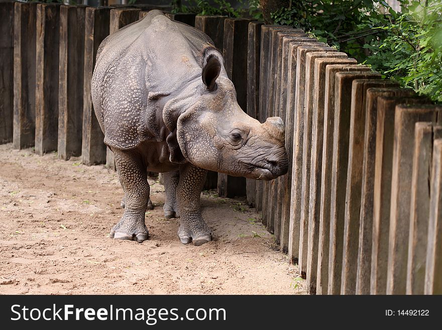 Indian Rhinoceros (Rhinoceros unicornis) at the Zoo