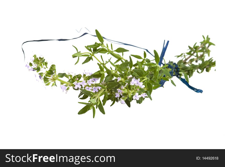 Branch of fresh blooming thyme, isolated on white background. Branch of fresh blooming thyme, isolated on white background