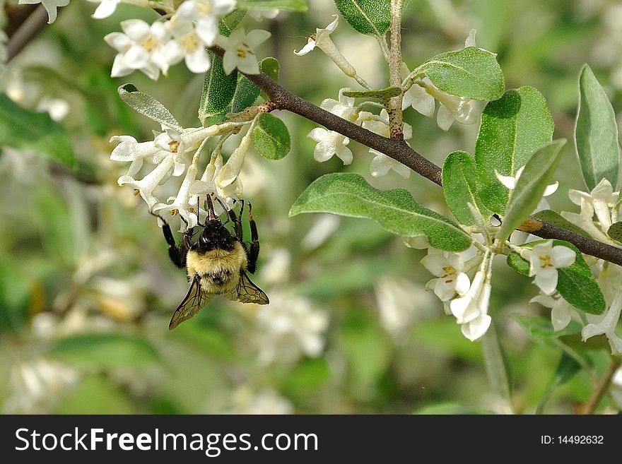 Bumblebee sipping nectar from a honeysuckle flower in New York. Bumblebee sipping nectar from a honeysuckle flower in New York