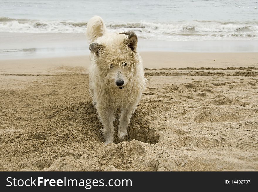 Dog playing with sand at the beach