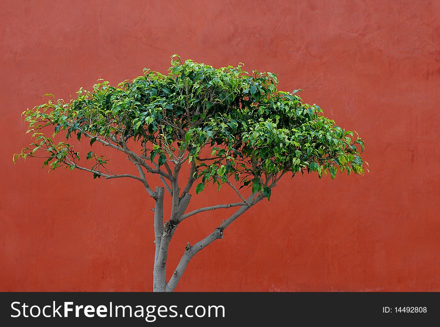 Green tree against the red wall