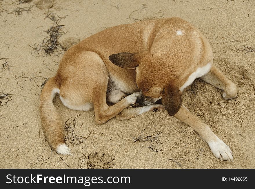 Dog healing its injured paw