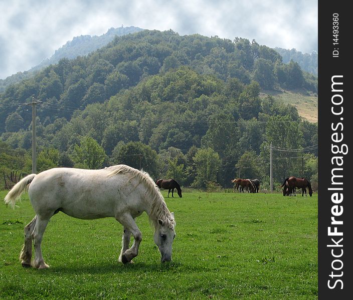 Horses on a grass field, with a white one in front and hills in the background.