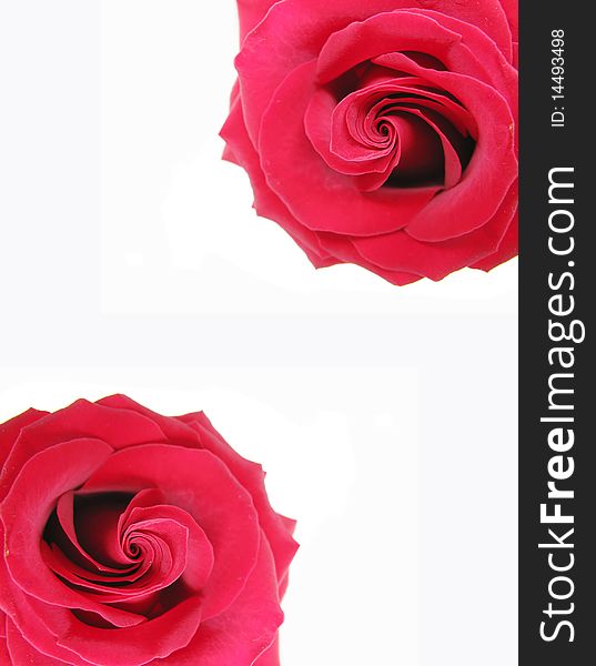 Red damask rose floral frame