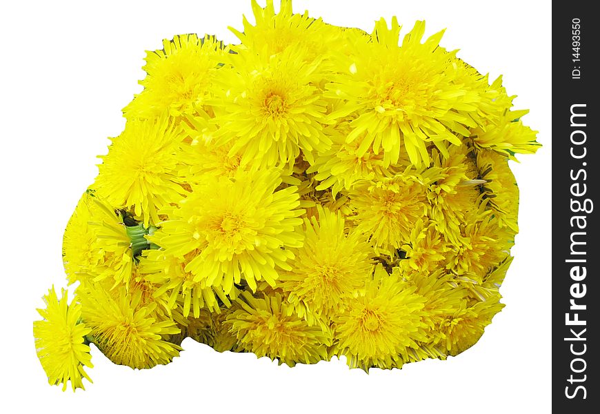 Bouquet of yellow dandelion field flowers as floral background. Bouquet of yellow dandelion field flowers as floral background