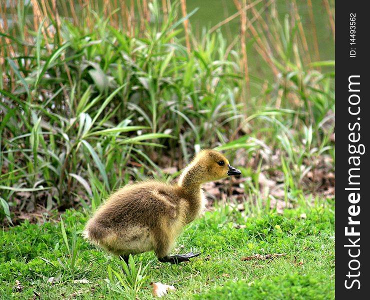 Yellow gosling walking on grass