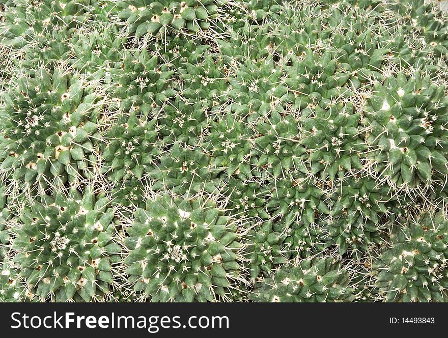 Close up of a green prickly cactus. Close up of a green prickly cactus