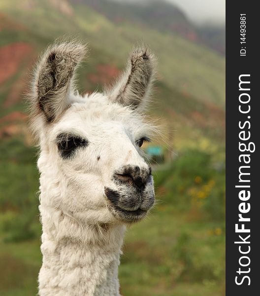 Close up of a smiling Llama from Argentina