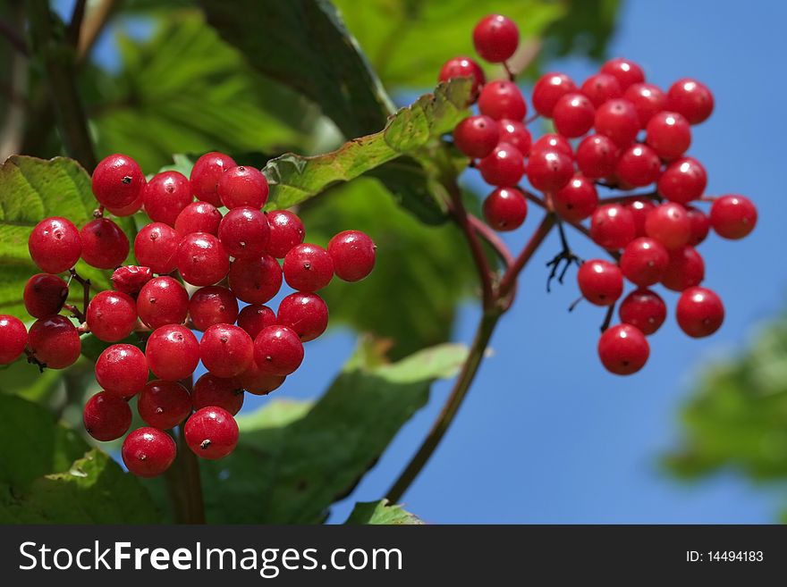 Ripe red berries in autumn