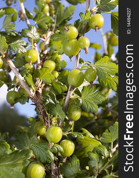 Ripe goose berries plant