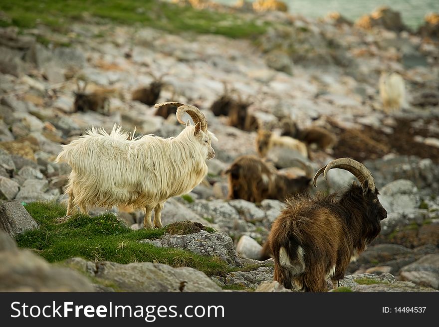 Wild Goats on beach with copy space.