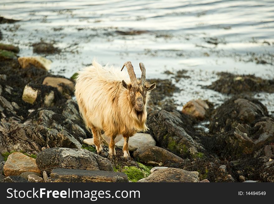 Wild Goats on beach with copy space.