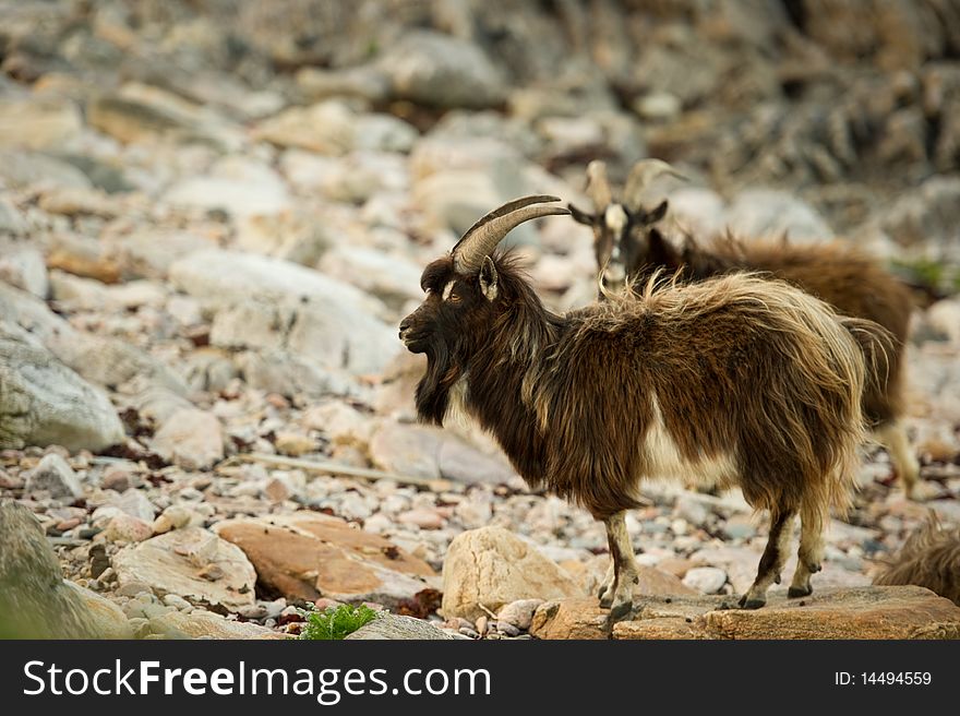 Wild Goats on beach with copy space.